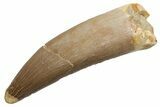 Fossil Plesiosaur (Zarafasaura) Tooth - Morocco #224421-1